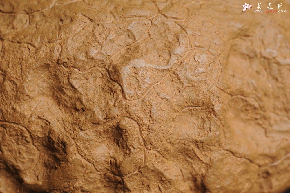 紫砂壶图片：美壶特惠 进步明显优质黄金段全手工供春壶 异型盖 难度大 肌理丰富 - 全手工紫砂壶网